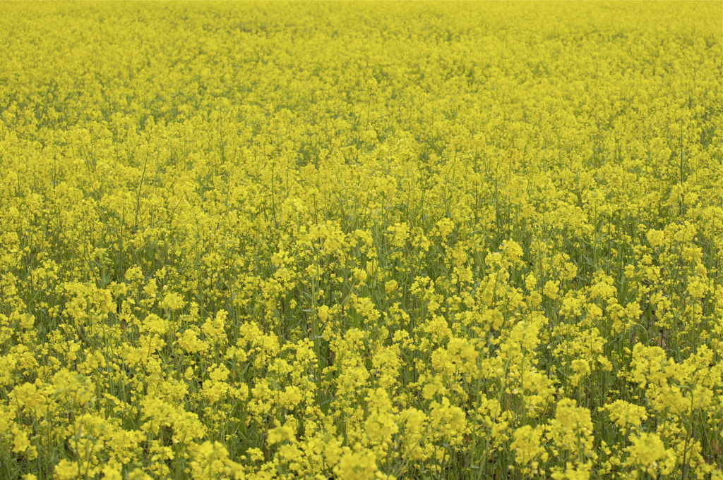Morning Yellow