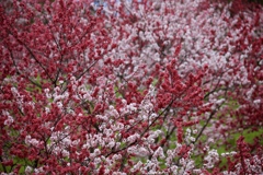 花盛り４