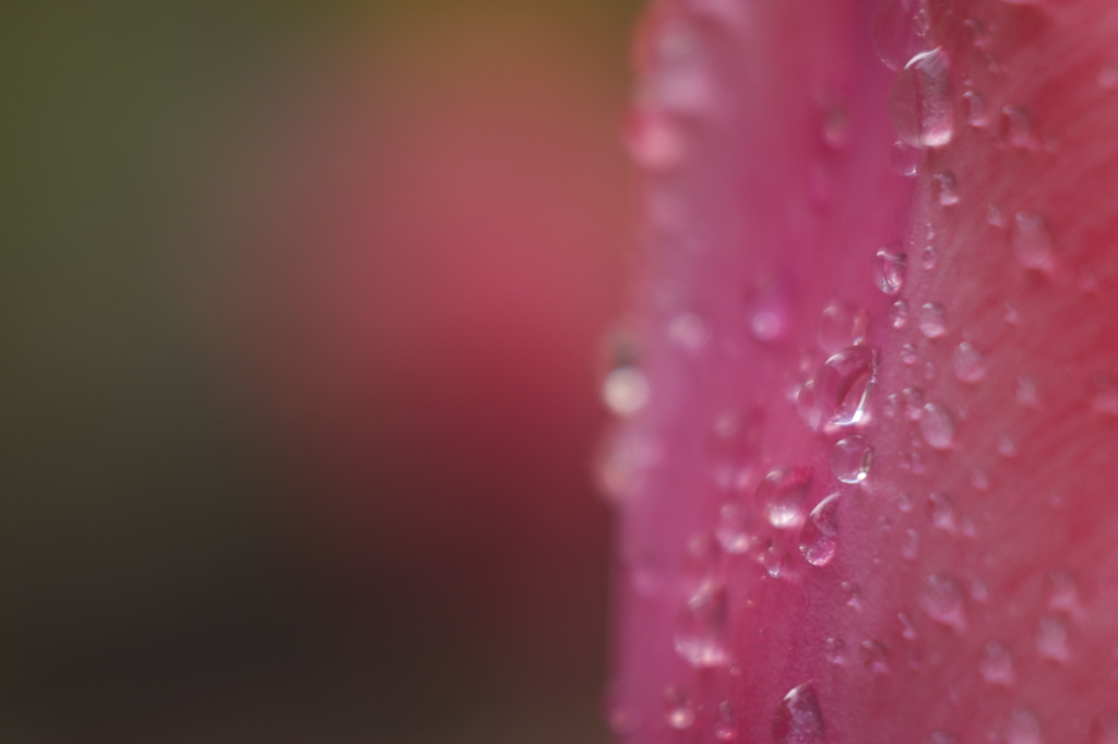 一日雨