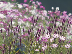 花の思惑