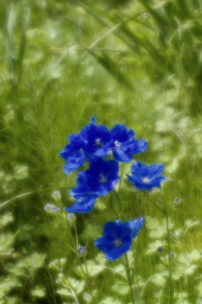 Blue