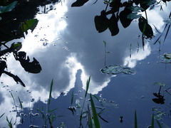 夏雲参上