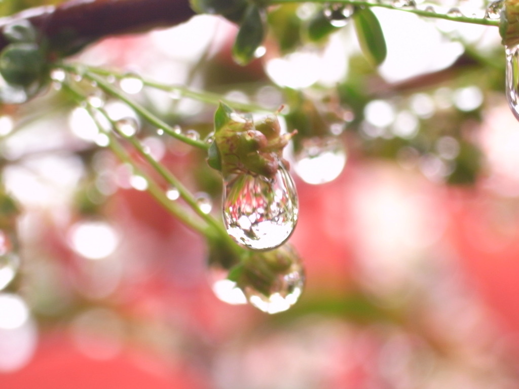 良雨
