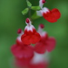 POP な RED