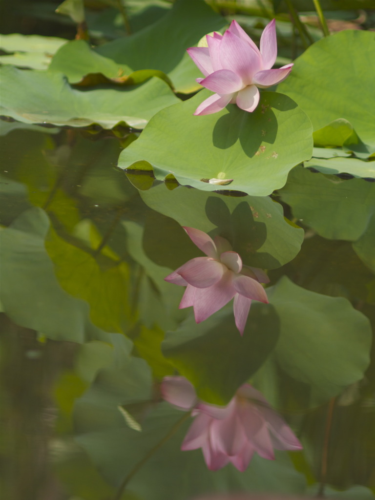 鏡よ鏡