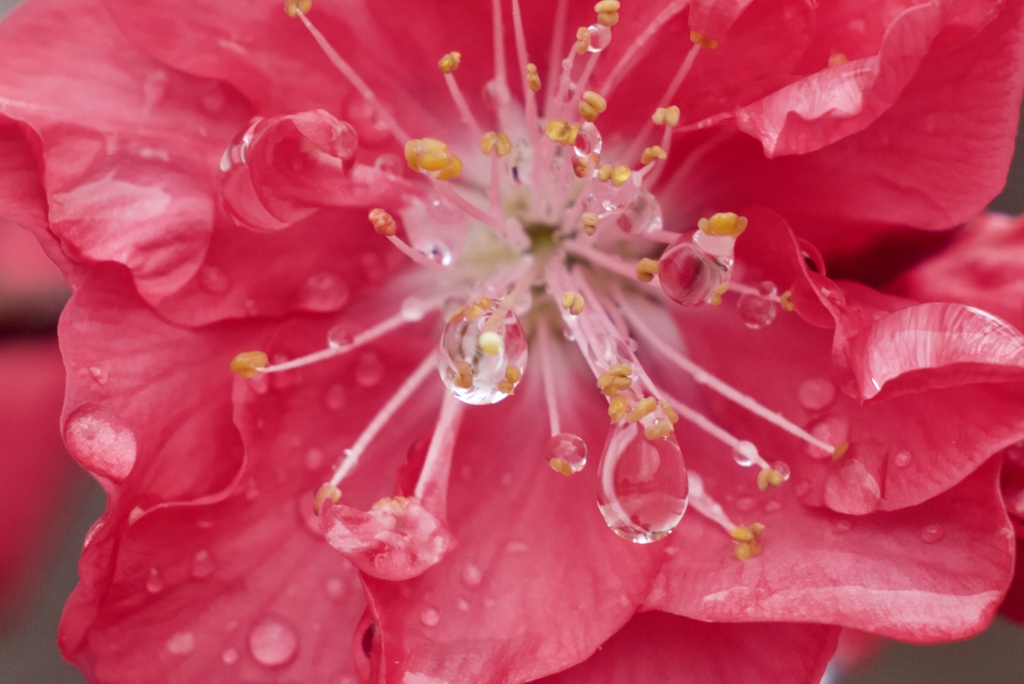 春の雨