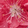 春の雨