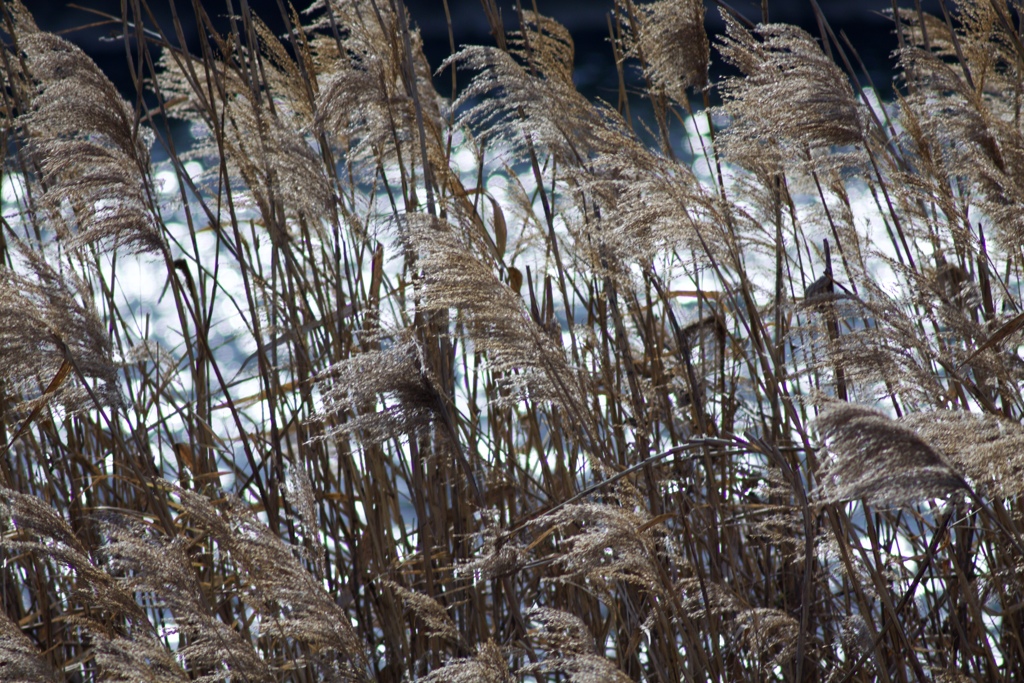 冬の光と風と　１