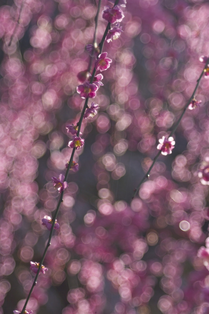PINK FOLLS
