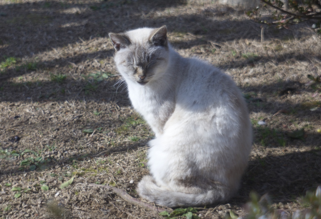 日溜り猫