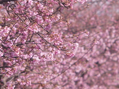 如月桜色