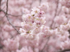 桜色