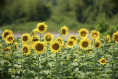 夏の花