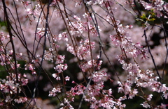 桜の趣