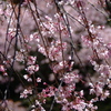 桜の趣