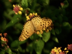 秋の蝶