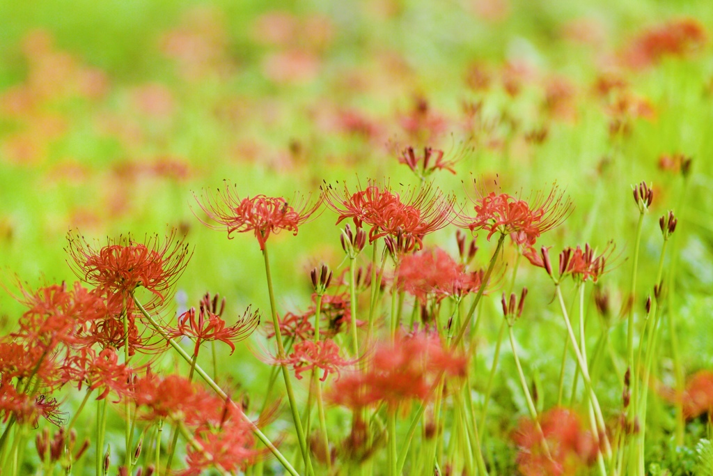 いつもの９月