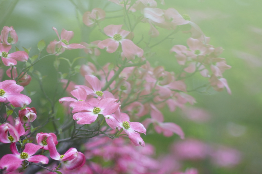 4月の朝は浅緑
