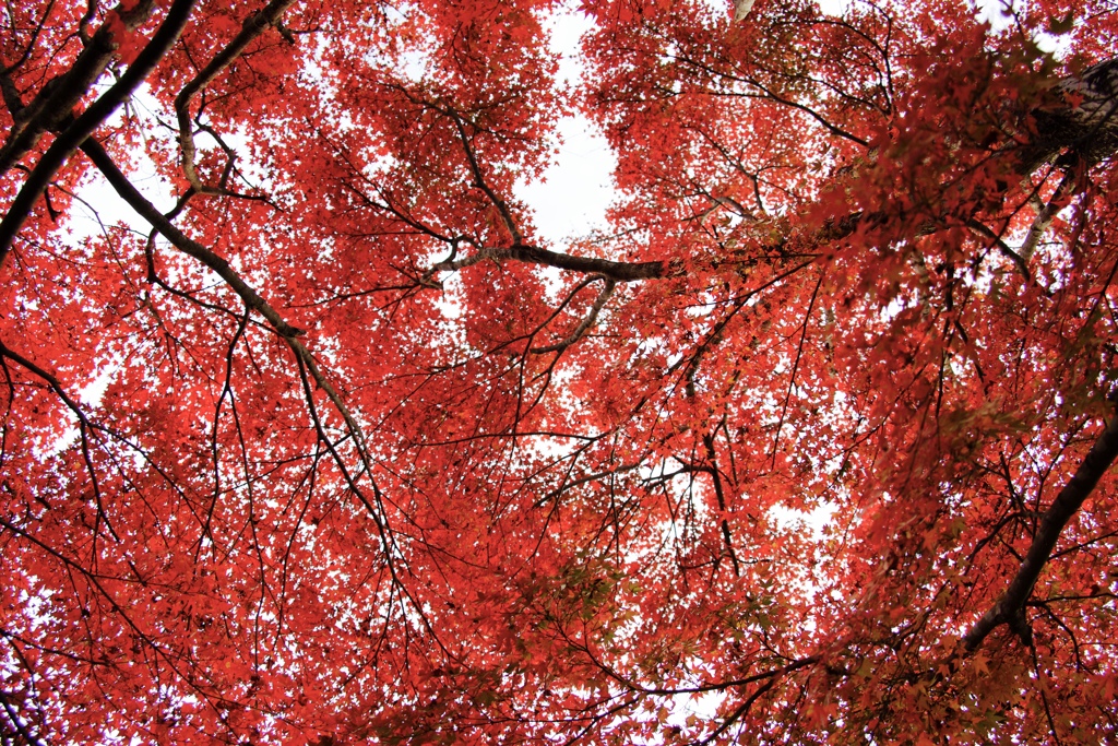 紅葉時間