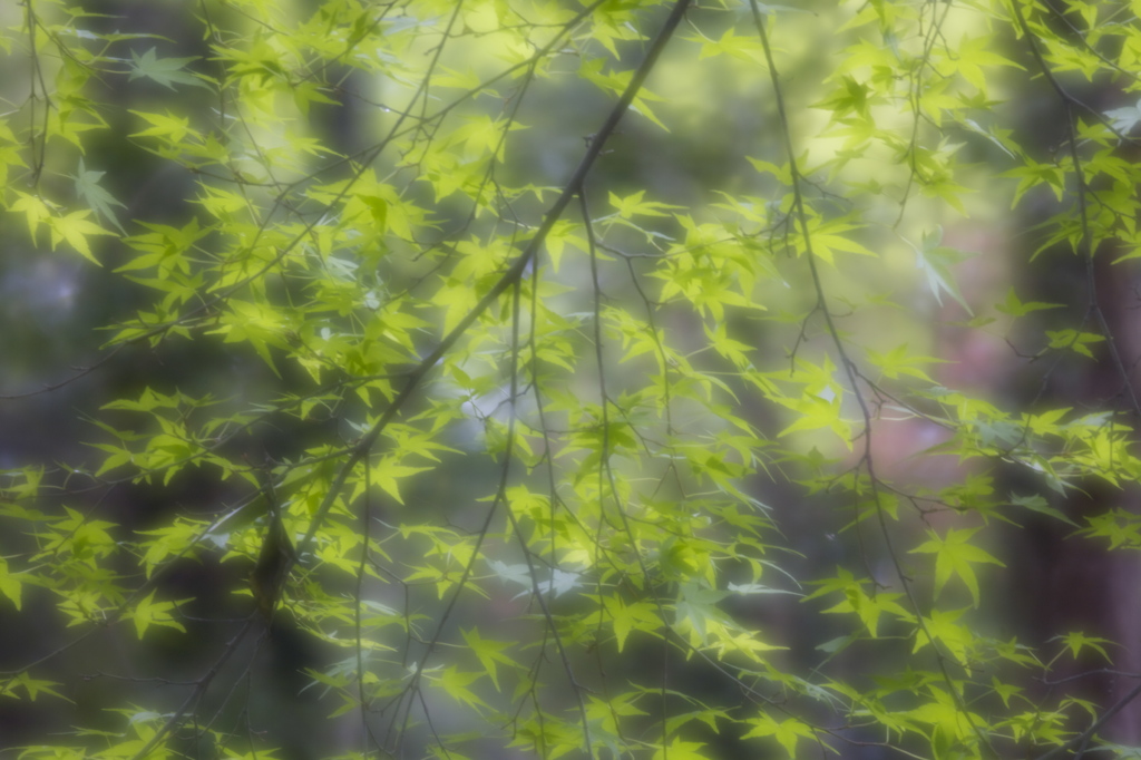 風は緑