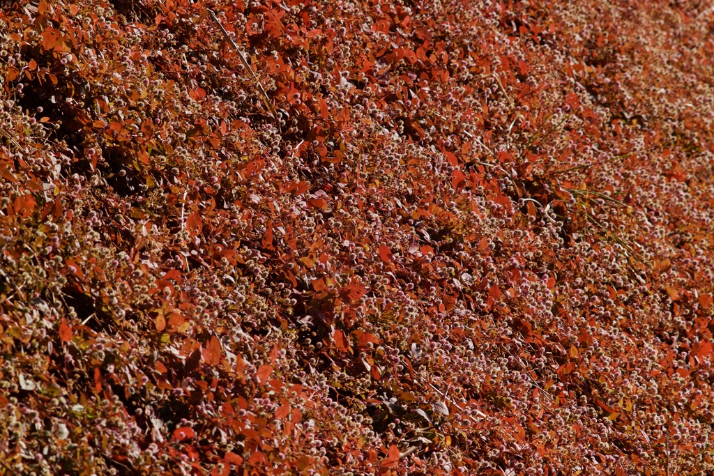 花と紅葉