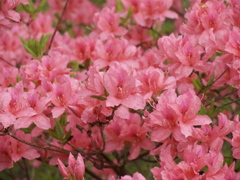 花と雨　