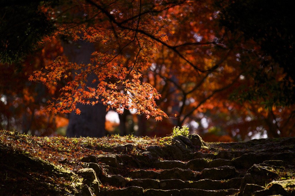 紅葉の時