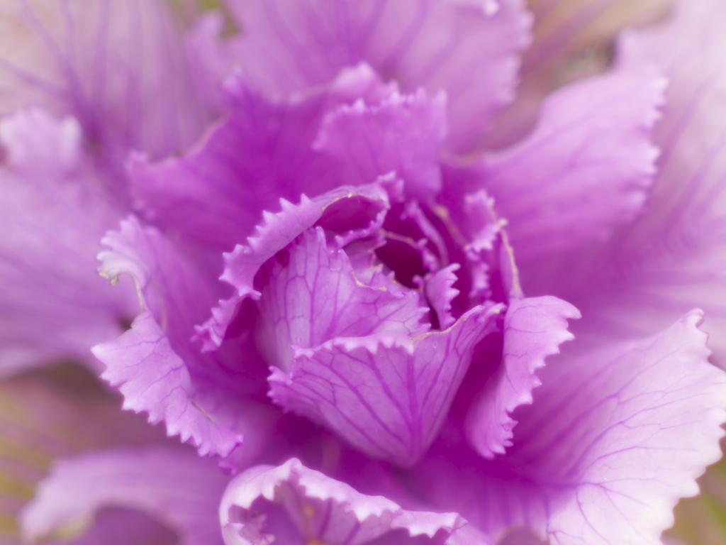 Soft Violet