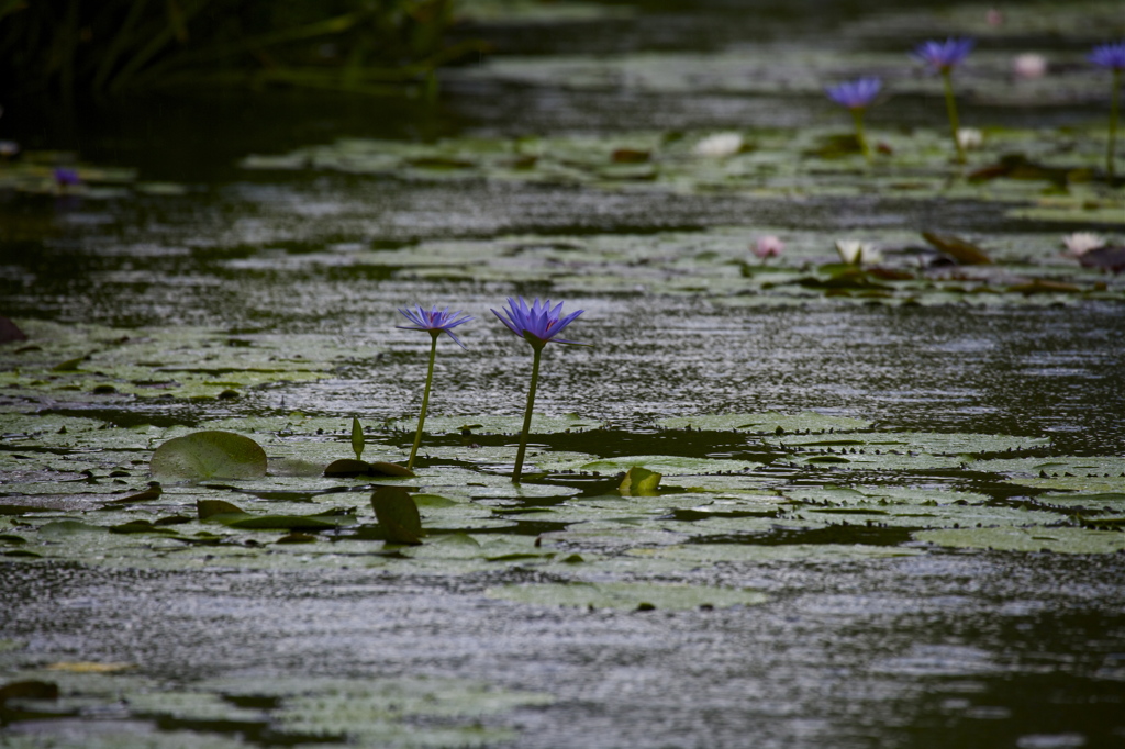 青の雨情