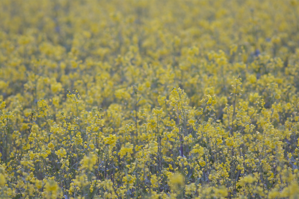 雨の後の目醒め