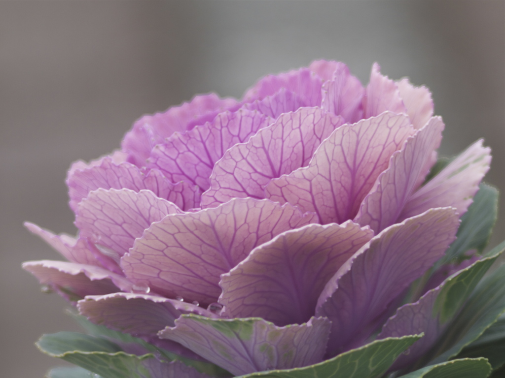 花の気分