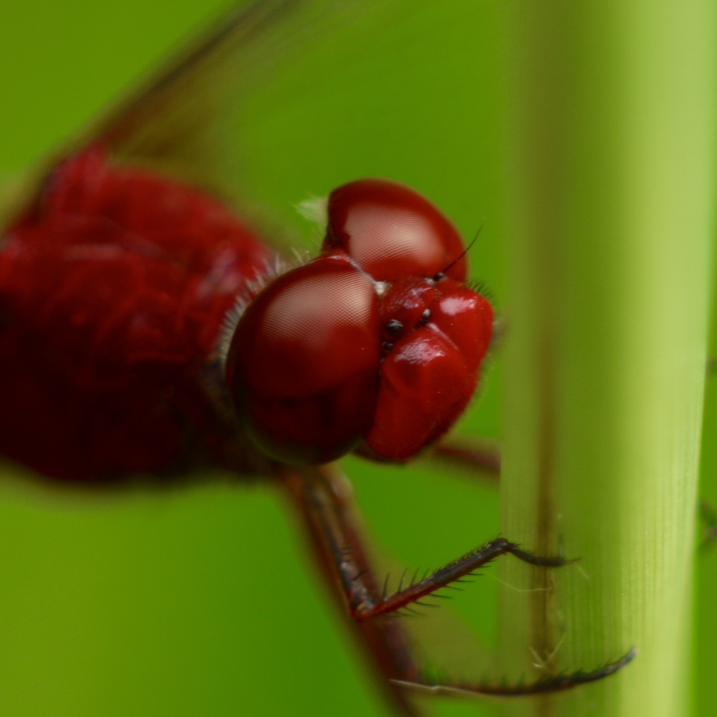 Red Face