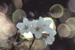 桜の国から