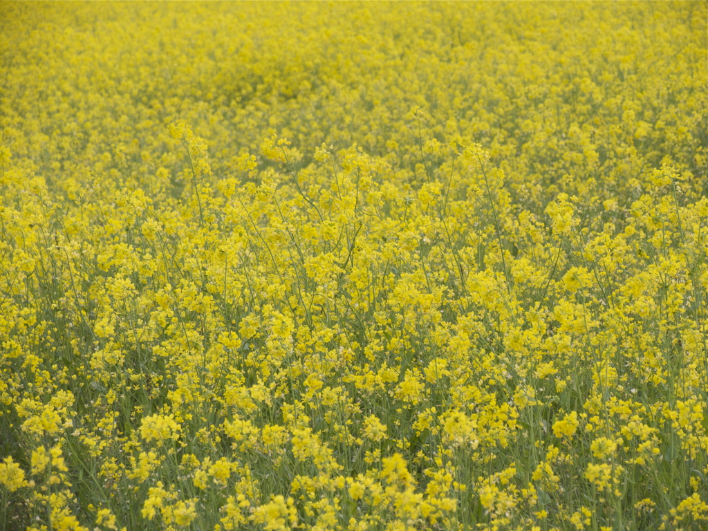 夕暮れ時の菜の花