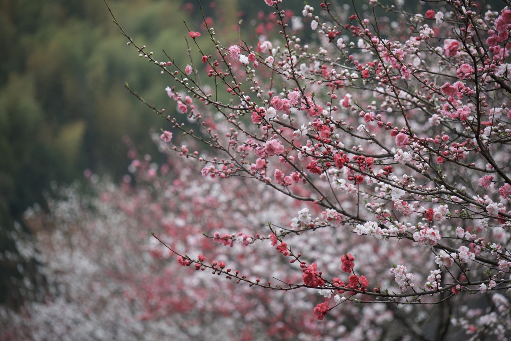 花並木