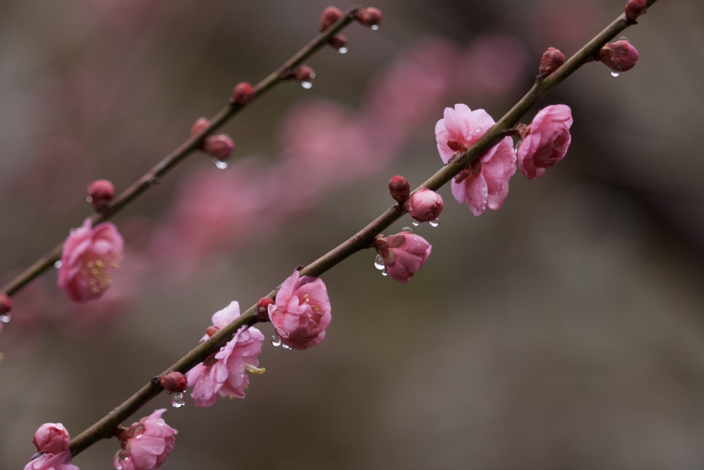 暖かい雨