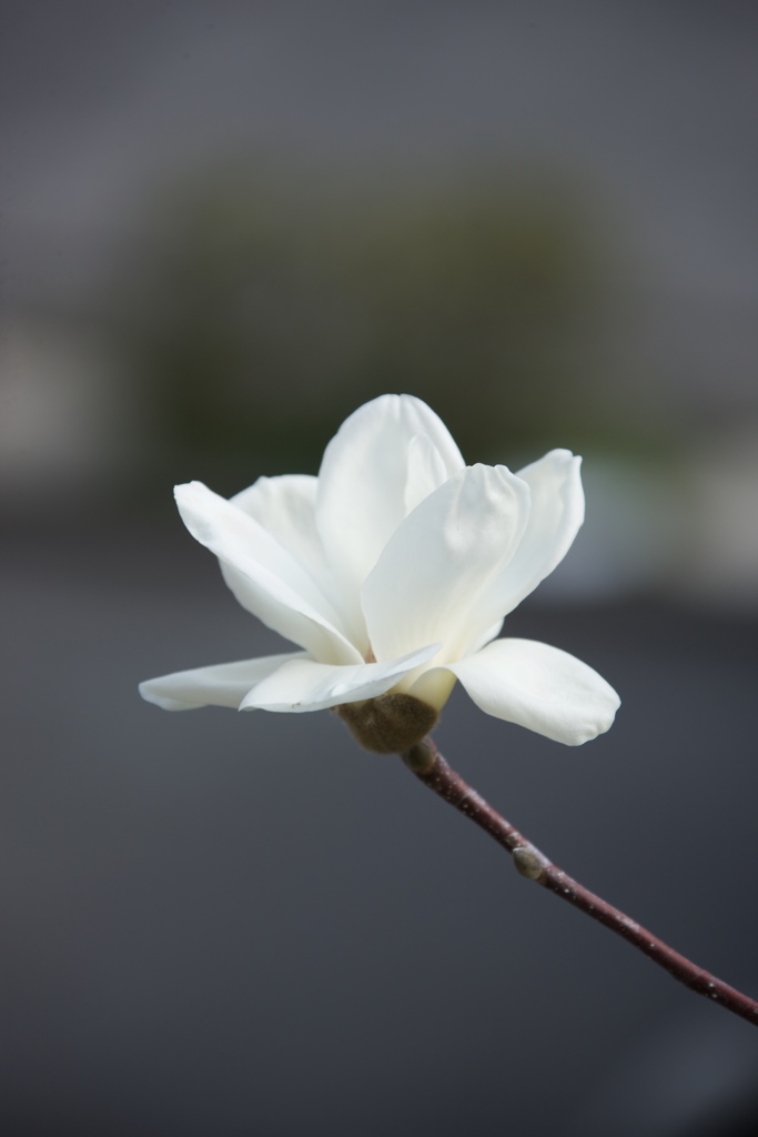 麗