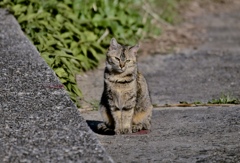 野の猫３