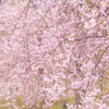華やかなりし今