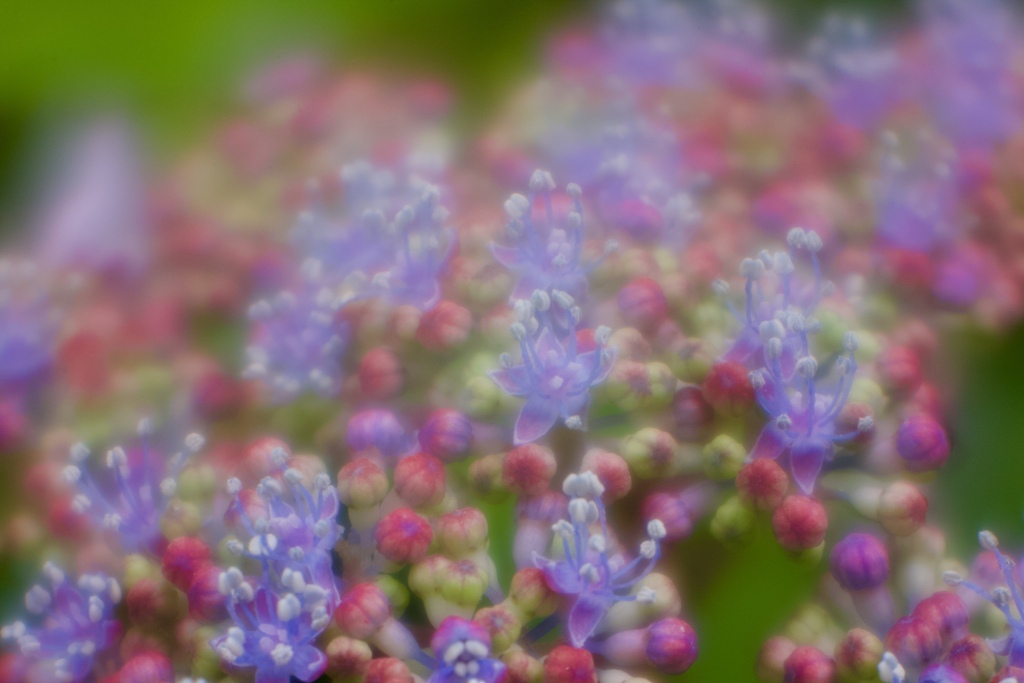お花畑２