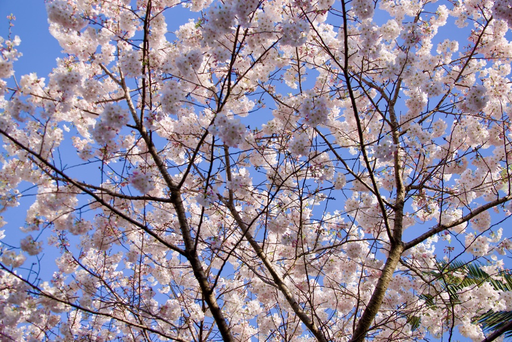 桜空
