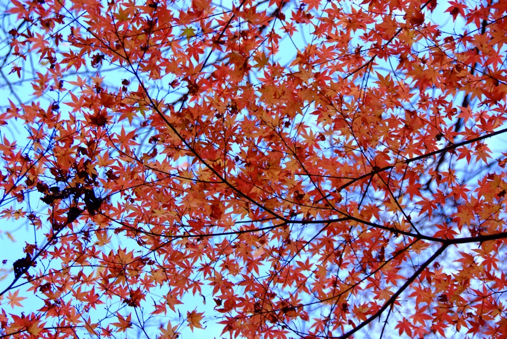 名残紅葉３