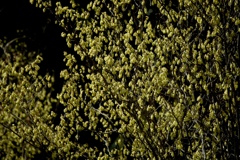 花灯