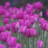 Cloudy Pink