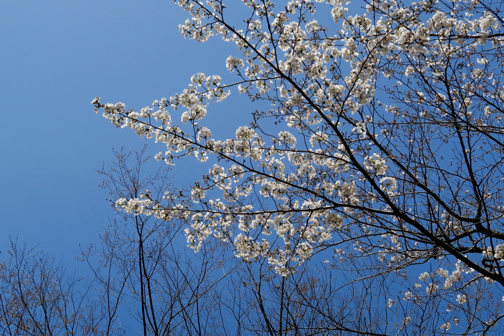 まずは桜