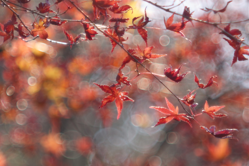 枯れ紅葉