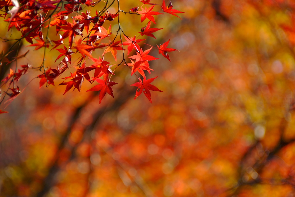 Borderless Autumn
