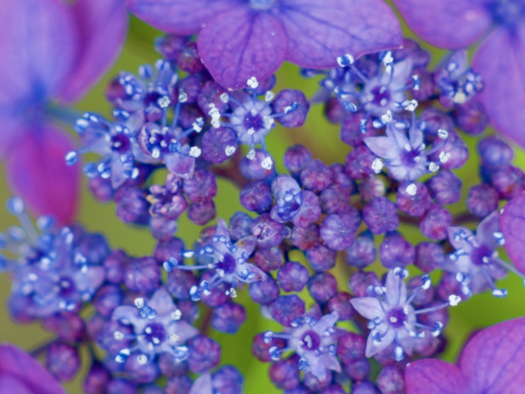 紫のお花畑