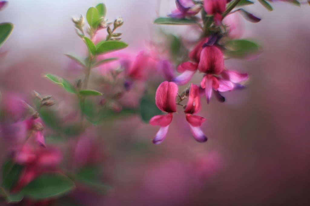秋の花