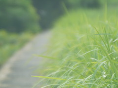 九月の朝の散歩道